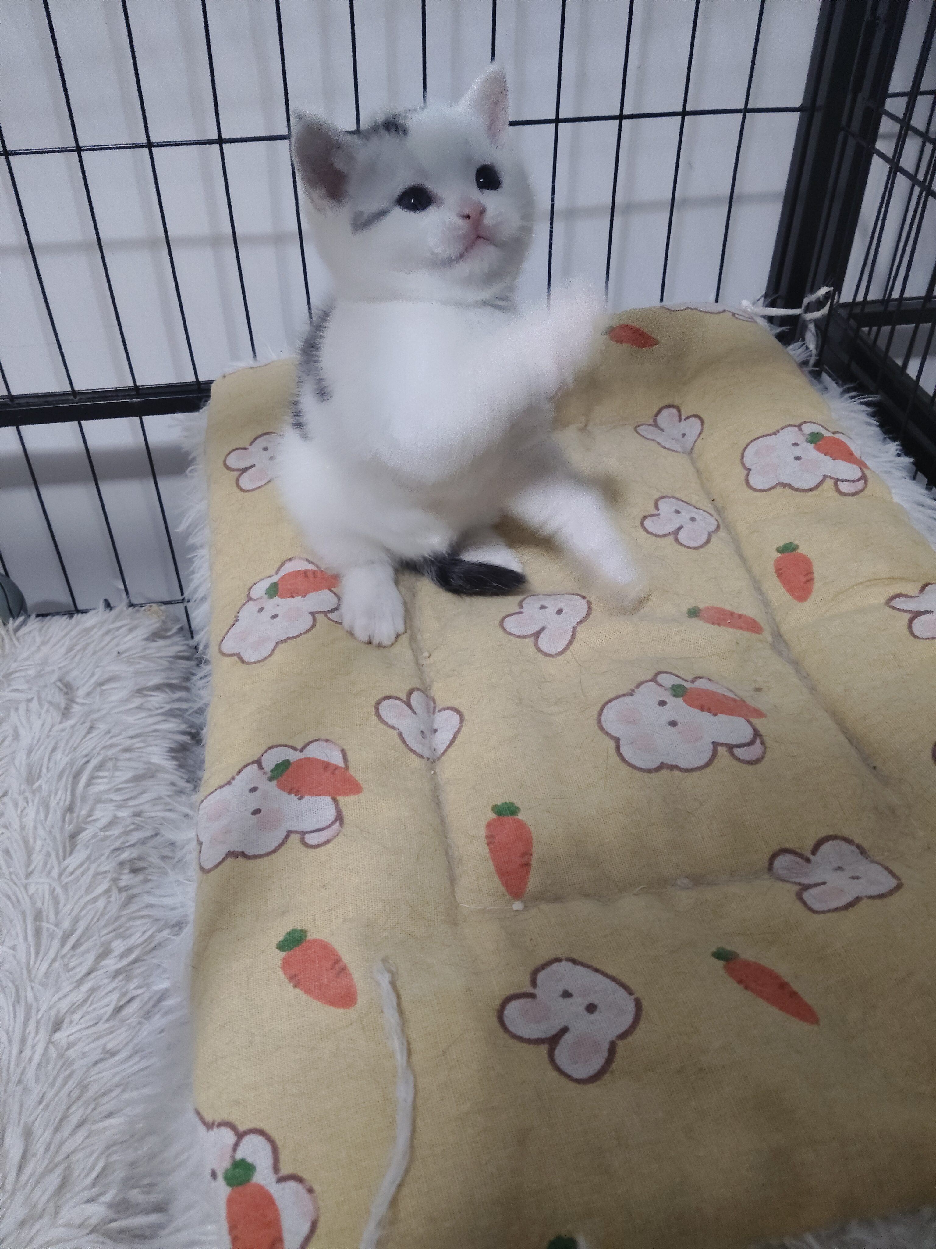 美短高白弟弟 性格温顺